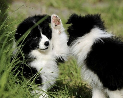 Cachorros Border Collie Premium        35