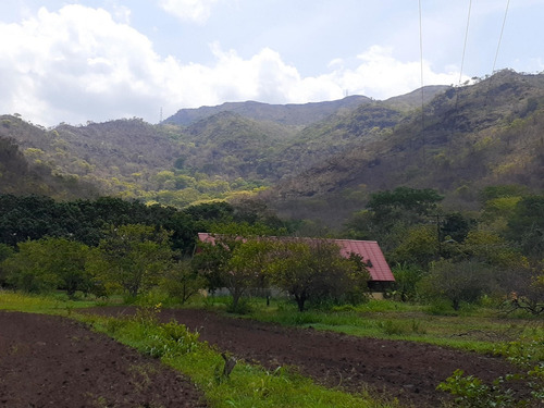 Imagen 10 de 14 de Galpon Con Terreno Venta Mariara Carabobo Inmobiliaragua