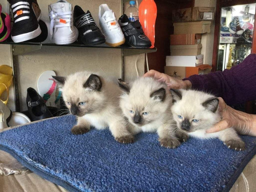 Gatitos  Siames, Súper Ronroneadores Y De Calidad.