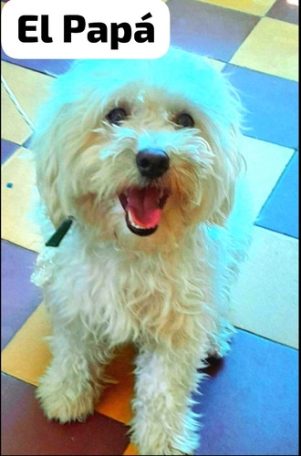 Caniche Toy Macho50 Dias Vacunados Padre Y Madre A La Vista
