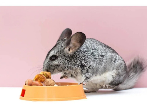Imagen 2 de 2 de Set 500g Comida Chinchilla Alimento Chinchilla Vitapol