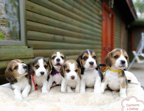 Cachorros Beagle Tricolor 