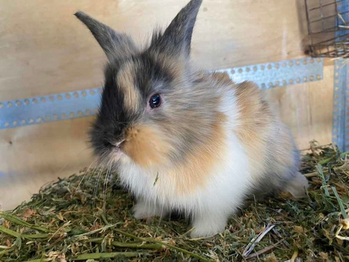 Imagen 7 de 12 de Conejos Enanos. Son Un Peluche!