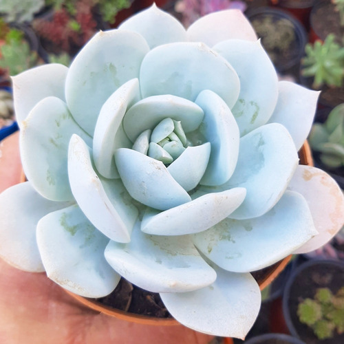 Echeveria Caly Argentea