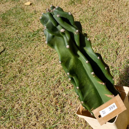 Cereus Jamacaru Monstrosus Verde C/raiz 28cm (lp-359)