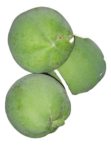 Arbol De Zapote Blanco