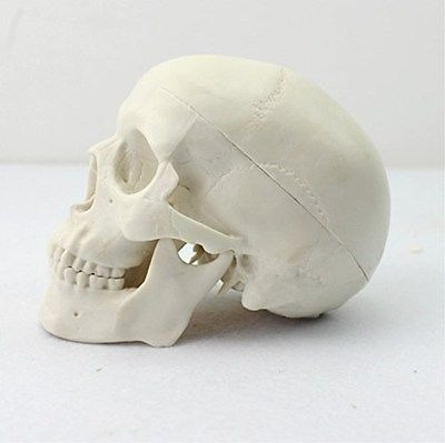 Mini Cabeza Anatómica Médica Humana Ósea Cráneo Hueso Modelo