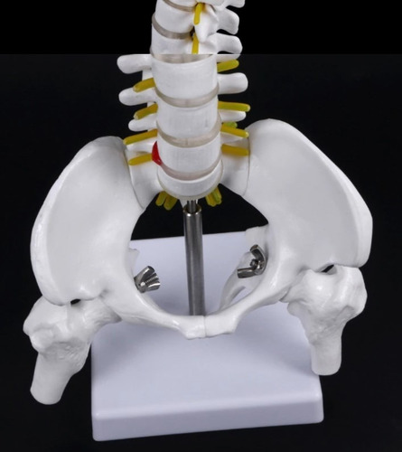 Imagen 4 de 10 de Columna Vertebral 45 Cm Modelo Anatómico Enseñanzasantiago