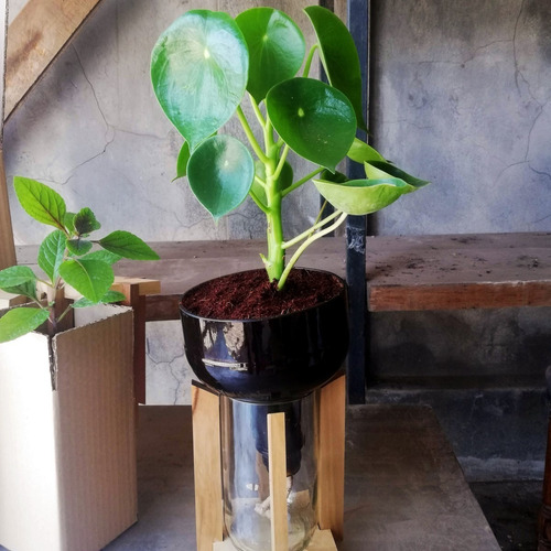 Imagen 8 de 10 de Cuchara Little Plant 27 Con Soporte, Maceta Autorregante