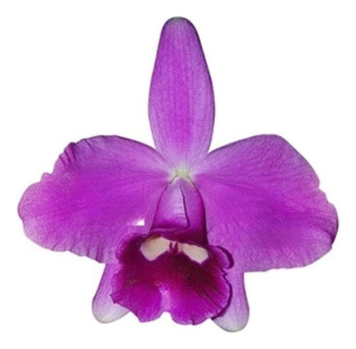 Orquídea Laelia Pumila Planta Adulta