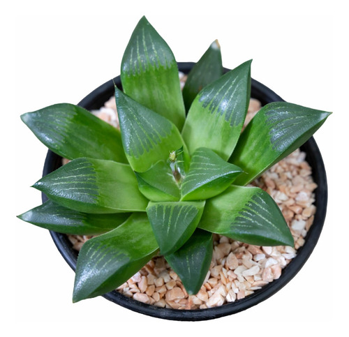 Haworthia Retusa + Regalo