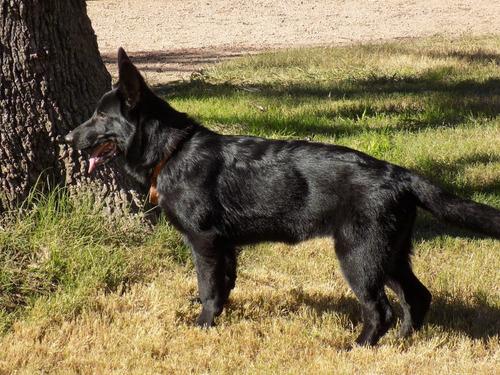 Ovejeros Alemanes Cachorros Pedigree, Tatuados,