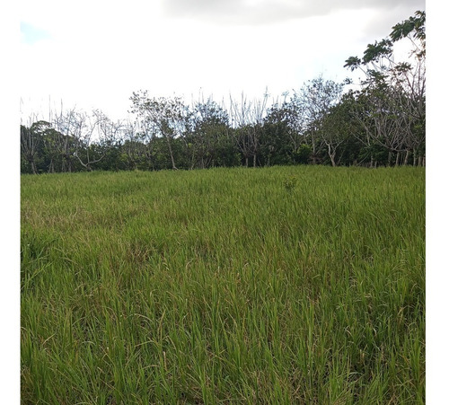 Finca Ganadera En Hatillo Monte Plata Con 100 Tareas Con Luz Y Pozo Recibo Minibus Y Bitcoin
