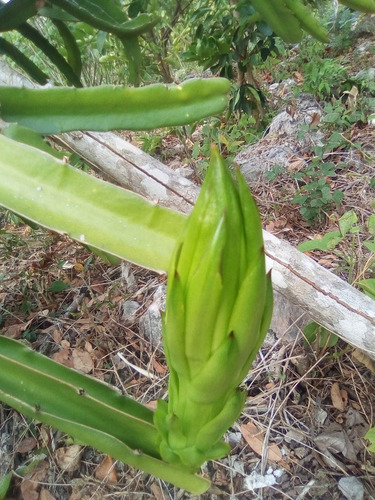Imagen 9 de 10 de 150 Esquejes De Pitahaya Amarrilla Y H.andatus Golden