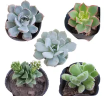 Comprar Plantas Cactus Suculentas Por Mayor En Maceta N10 Por 5u