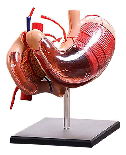 Modelo anatómico humano del estómago, color multicolor