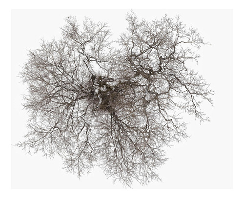 Vinilo: Árbol
