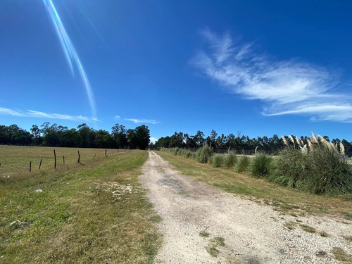 Imagen 7 de 14 de Latorre Prop. Vende Una Hectarea En La Zona De Parque Camet