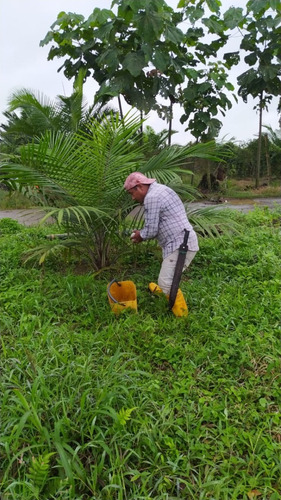 Imagen 5 de 13 de De Oportunidad Finca De 11.54 Has Con Palma Africana
