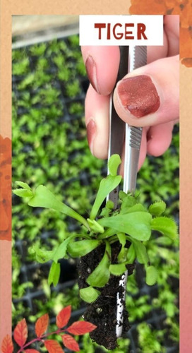 Imagen 3 de 8 de Pack Cultivares Dionaea Muscípula / Carnívora Vitroplant