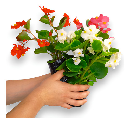 Kit 15 Mudas Begonia Cerosa - Folha Verde - Cores Sortidas
