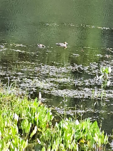 Se Venden Hermosas Parcelas Camino A Antilhue.