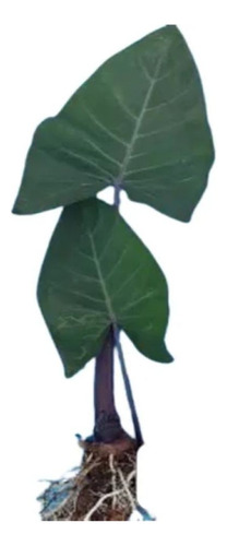 Taioba Talo Roxo