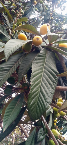 Hoja De Níspero ( Mispero) Recién Cosechada X 10