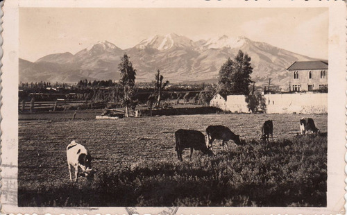 Peru Antigua Postal Arequipa Fotografia Con Vacas Rara