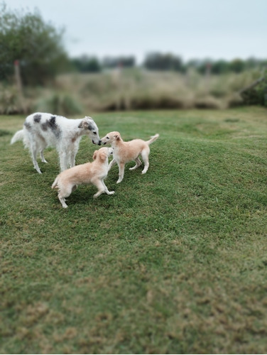 Cachorros Borzoy 