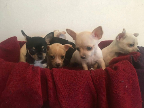 Chihuahuas Miniatura Machos