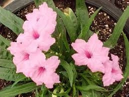 Ruellia. Planta Herbácea Con Flores Rosadas.