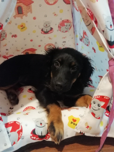 Imagen 2 de 2 de Tipi Mascotas, Casita (incluye Camita)