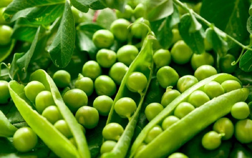 Semillas De Arvejas Pisum Sativum Beltrame 25g Huerta