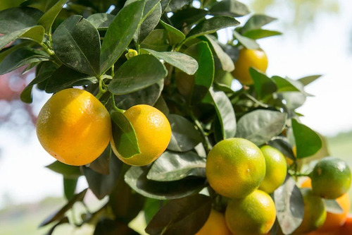 Calamondin Naranja Japonesa ( Injerto ) Crecimiento Rapido 