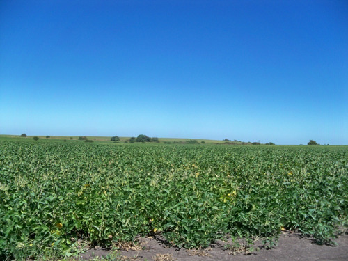 Campos Venta127 Has Agrícolas Nueva Palmira Colonia