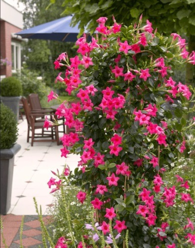 Mandevilia Enredadera Rosa Crema