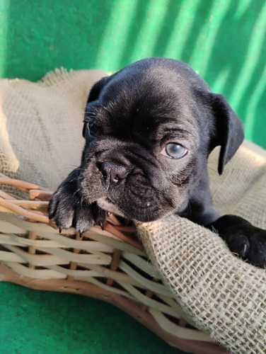 Buldog Francês