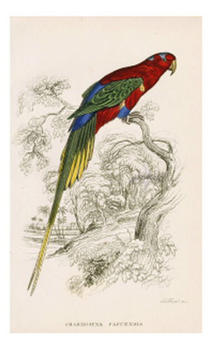 Loro De Nueva Guinea - Aves - E Lear 1832 - Lámina 45x30 Cm.