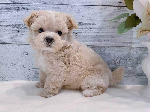 Bonitos Maltipoo Cachorros.