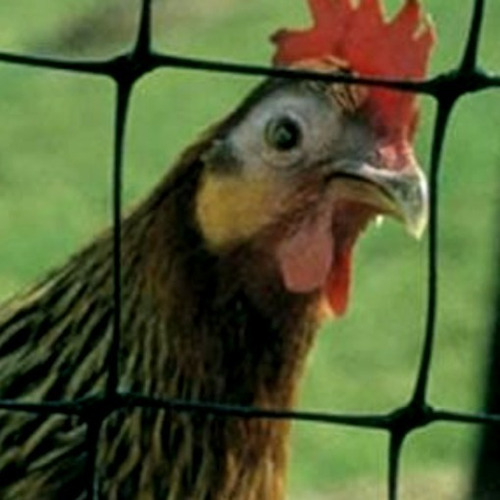 Chickenmalla Malla Pollera De Polipropileno 1x3m Liquidación