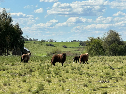 Campo De 26 Hectáreas En Solís Codigo 2741-v