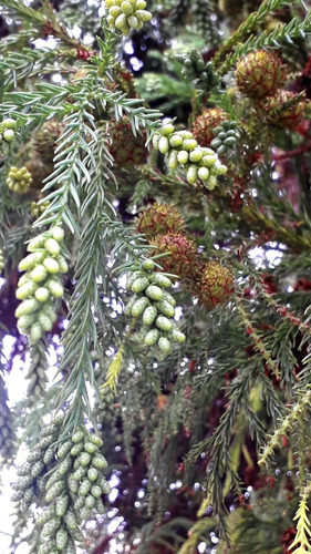 Semillas De Cedro Japonés (cryptomeria Japonica)