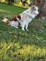 Comprar Busco Novia, Soy Un Border Collie Red Merle