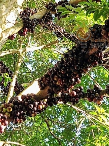 Imagem 9 de 20 de Venda - Chácara Zona Rural / Piedade/sp - 4222