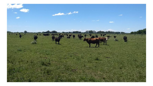 Imagen 10 de 16 de Campo Mixto De 280 Has En Venta Con Inmejorable Acceso Sobre Asfalto En Ranchos - Oportunidad !
