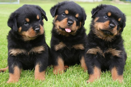 Cachorros Rottweiler Alemanes !!!