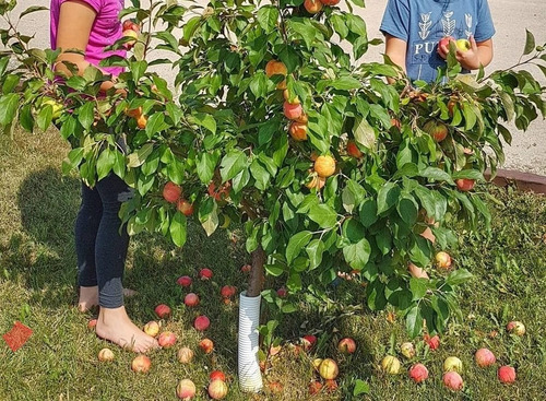 1 Arbolito De Manzana Gala Enana Para Espacios Pequeños