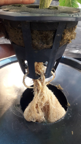 Maceta Hidroponia Cultivo Para Balde 10l Y 20l Lana De Roca