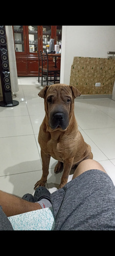 Shar Pei Servicio De Monta